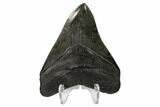 Serrated, Fossil Megalodon Tooth - South Carolina #148728-1